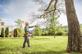 Tree and Shrub Care in Pine Mountain Clu, CA